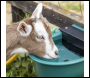 Sealey AFT01 Automatic Cattle Drinking Bowl 4L