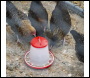 Sealey AFT02 Poultry Feeder 1.5kg