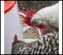 Sealey AFT02 Poultry Feeder 1.5kg