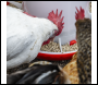Sealey AFT042 Poultry Feeder 6kg - Pack of 2
