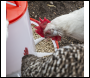 Sealey AFT042 Poultry Feeder 6kg - Pack of 2