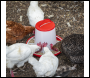 Sealey AFT042 Poultry Feeder 6kg - Pack of 2