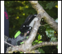 Sealey CP108VPSBO SV10.8 Series Cordless Pruning Saw 10.8V - Body Only