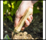 Sealey GTWH004 Premier Slim Head Trowel with Ash Handle & Stainless Steel Blade