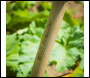 Sealey GTWH015 Premier Digging Spade with Ash Y Handle & Stainless Steel Blade