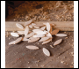 Silverline Biscuits 200pk